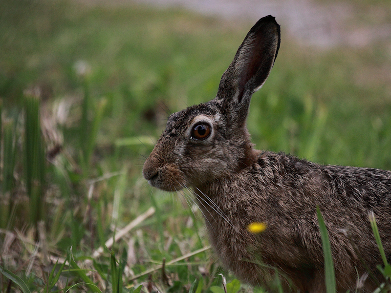 Zoogdieren